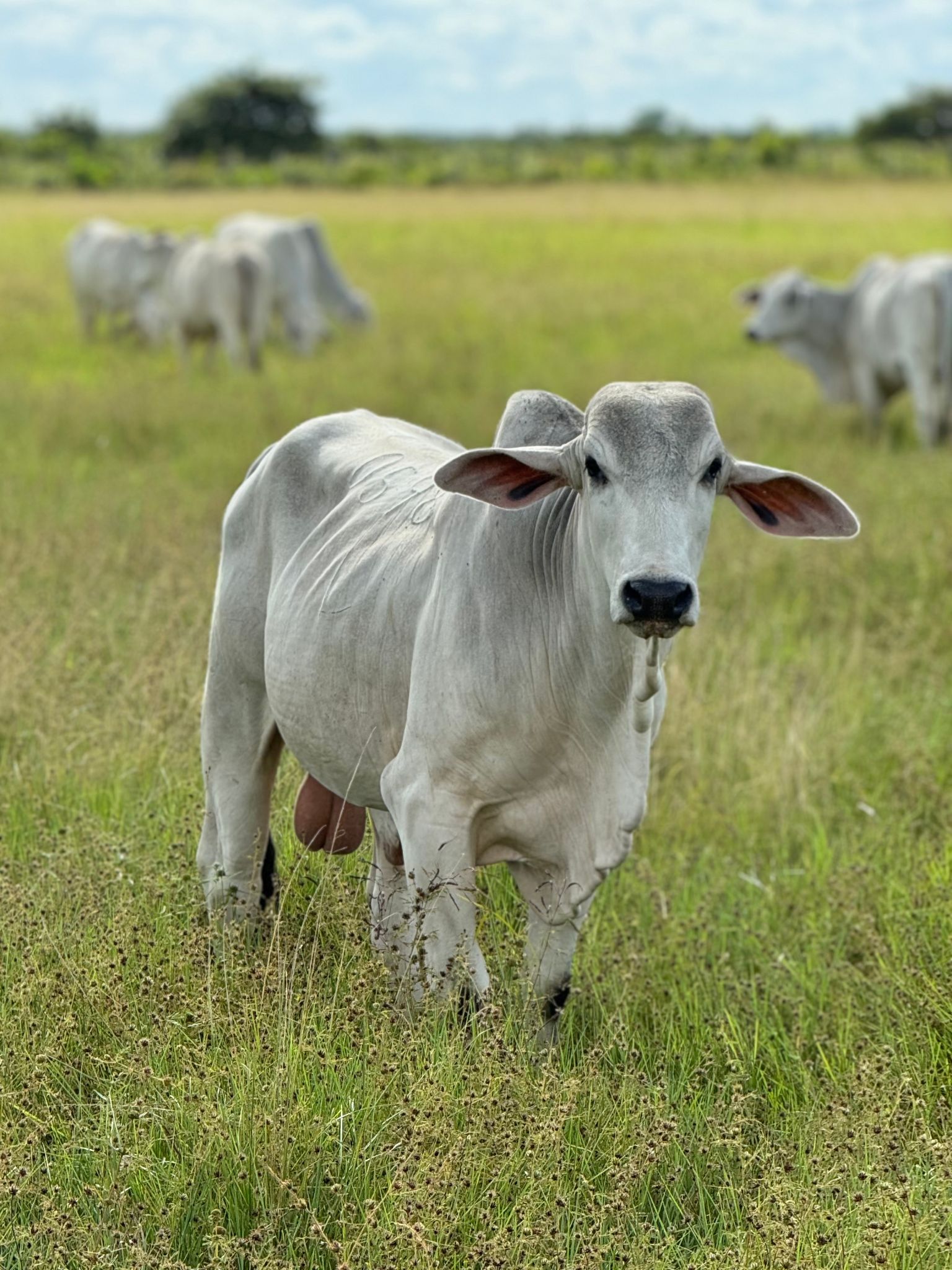/_next/static/media/login_cows.6d863e9a.jpg